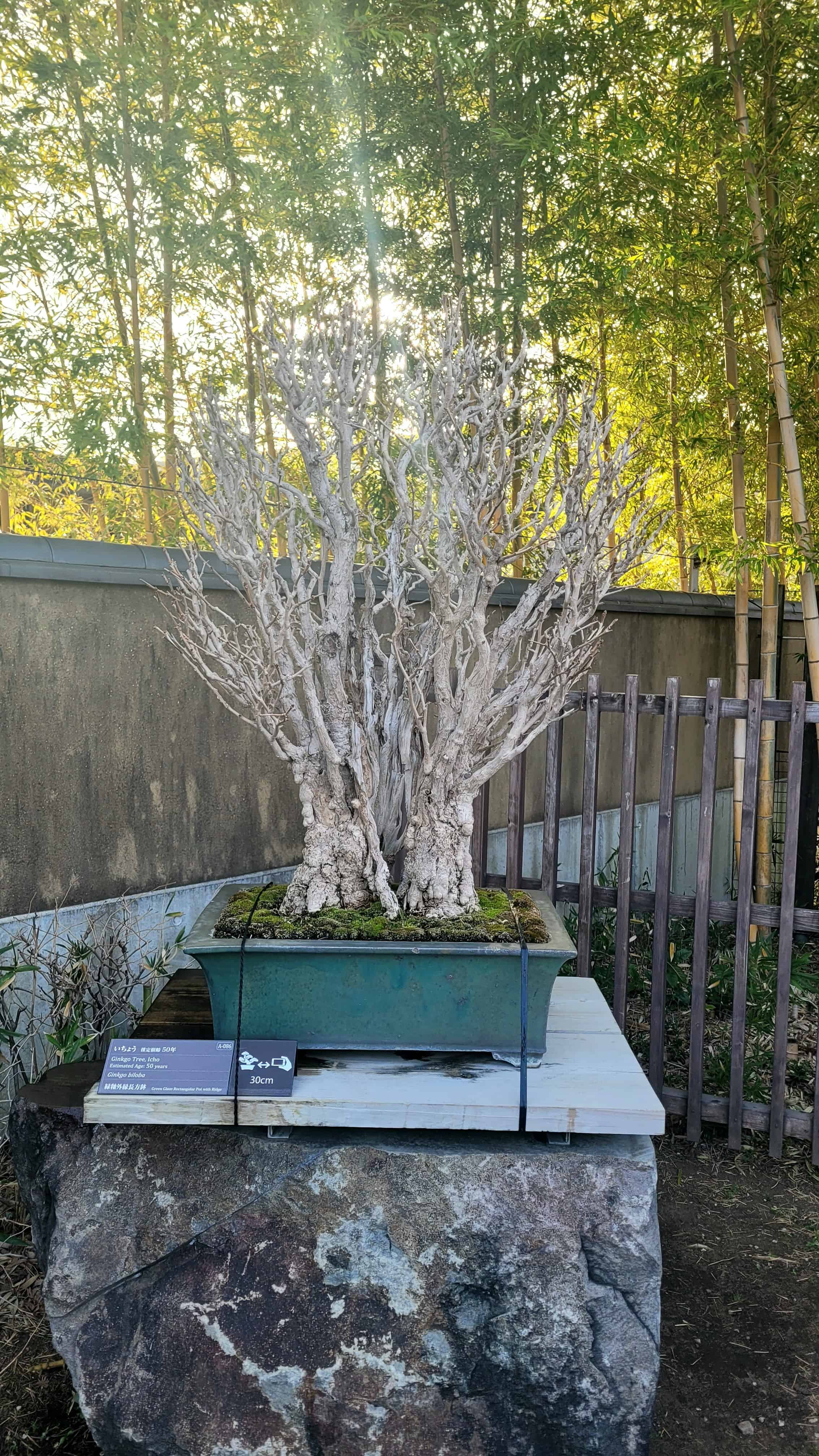 A ginko bonsai tree from omiya museum in Japan